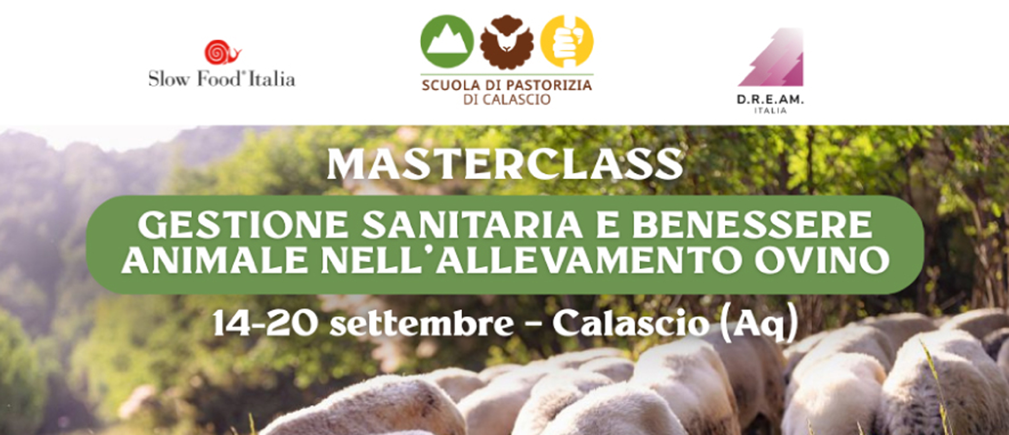 Un poster di una masterclass che mostra un primo piano di un gruppo di pecore con folte velli bianche, che pascolano in un campo soleggiato di erbe alte, verdi e dorate. Lo sfondo è leggermente sfocato, suggerendo un vasto pascolo. Il testo centrale recita "MASTERCLASS GESTIONE SANITARIA E BENESSERE ANIMALE NELL'ALLEVAMENTO OVINO" e "14-20 settembre - Calascio (Aq)". In alto a sinistra è presente il logo Slow Food Italia; in alto a destra, D.R.E.A.M. Italia. Al centro in alto figura il logo "Scuola di Pastorizia di Calascio". In basso al centro c'è un pulsante "Iscriviti ora su slowfood.it". Il piè di pagina include i loghi per i finanziamenti UE, il Ministero della Cultura, Italiadomani, il Comune di Calascio e Rocca Calascio.