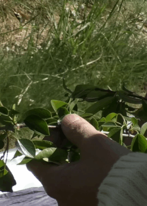 Un primo piano mostra due mani di un adulto, una con un maglione color crema lavorato a maglia, che tengono delicatamente un ramo con foglie verdi e fresche. Le foglie sono di un verde brillante, ben definite e sembrano appartenere a un albero da frutto. Lo sfondo è sfocato e mostra erba verde e chiazze più scure, suggerendo un ambiente naturale all'aperto sotto la luce del sole. Nell'angolo in basso a destra si trova un logo bianco e nero con la scritta 'SCUOLA DI CALASCIO ISTOS' in un carattere moderno e una piccola didascalia sotto, indicante 'perfezionamento della tessitura, fibre e fibre vegetali autoctone'.