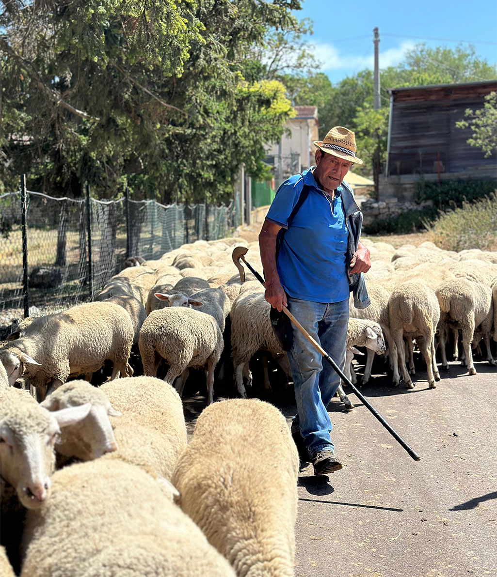 Un pastore con un cappello di paglia, una camicia blu e jeans, cammina in mezzo a un grande gregge di pecore, tenendo un bastone da pastore. L'ambiente suggerisce una strada di campagna o un sentiero rurale con alberi e edifici in lontananza.